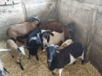 Schaf, Cameroon sheep — Foto 2