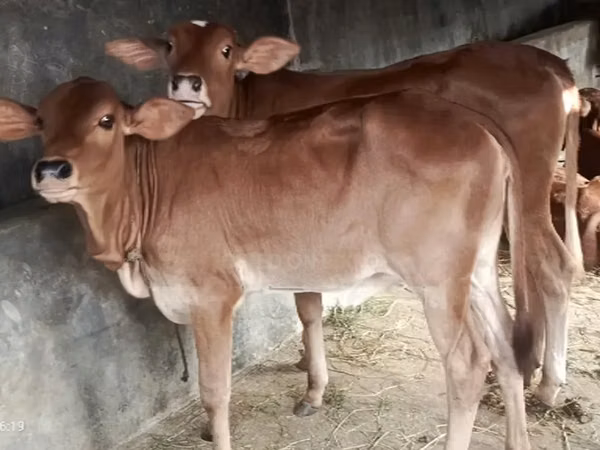 Vaca, Brahman