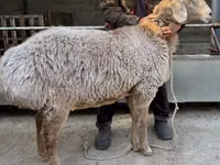 نعجة, Arashan sheep — الصورة 1