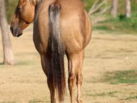 Horse (M), Quarter Horse — photo 5