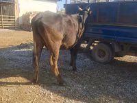 母牛, Cattle — 照片 1