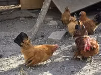 Chickens — 照片 1