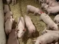 Pigs (batch, sex not specified) — photo 3
