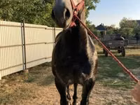 公马, Horses — 照片 2