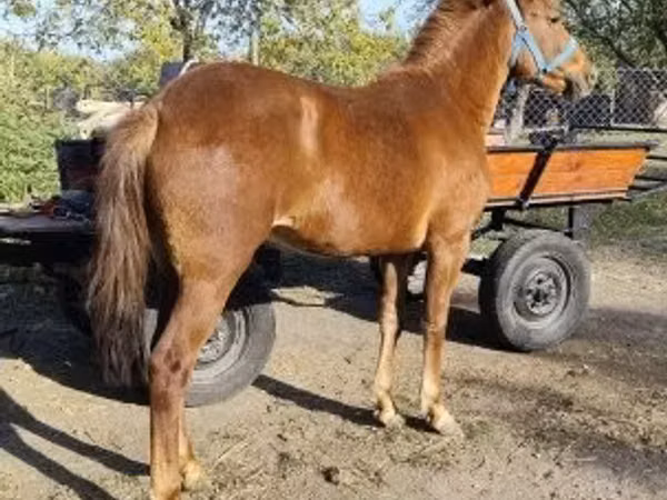Mare, Hungarian horse breed