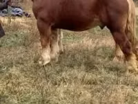 حصان, Suffolk Punch — الصورة 6