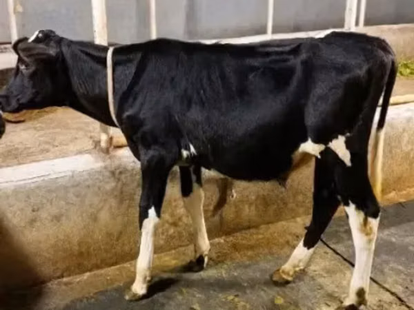 Toro, Raza Holstein