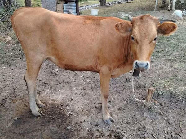 गाय, मवेशी