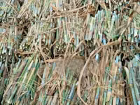 Pakchong Super Napier Cuttings - 1500 Cuttings/Pieces — الصورة 1