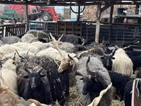 Ovejas (lote, sexo no especificado), Racka sheep — foto 1