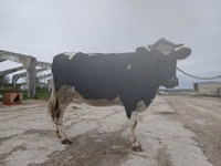 母牛, Russian Black pied cattle — 照片 4