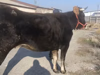 Vaca, Swiss cattle — foto 4
