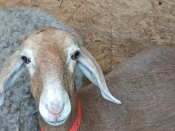 भेड़, Arashan sheep