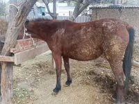 Mare, Kyrgyz Horse — photo 1