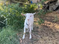 公山羊, Goats — 照片 1