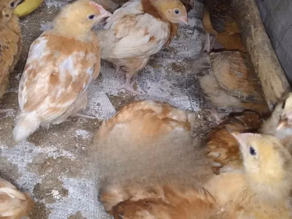 Chickens