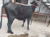 母牛, Cattle — 照片 2