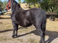 Mare, Horses — photo 3