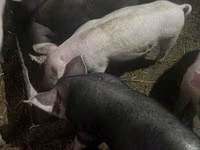 Cerdos (lote, sexo no especificado), Cerdos — foto 3