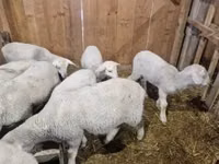 Carnero, Merinoland sheep — foto 4