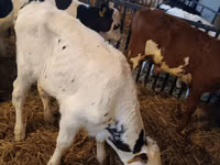 Toro, Simmental cattle — foto 5