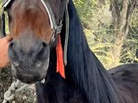 Stute, French Trotter — Foto 1