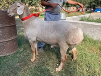 Widder, Arashan sheep — Foto 1