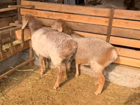 Schaf, Hissar sheep — Foto 3
