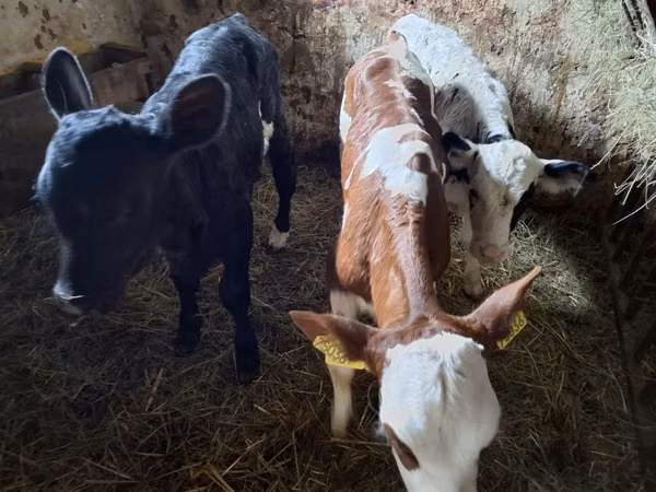 Cow, Cattle