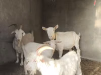母山羊, Goats — 照片 2