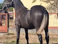 Caballo, Lipizzaner — foto 4