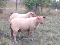 Ram, Rouge de l’Ouest sheep — photo 2
