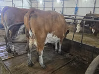 Vaca, Simmental cattle — foto 2