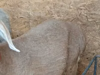 भेड़, Arashan sheep — फ़ोटो 3