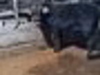 Bull, Swedish red cattle — photo 8
