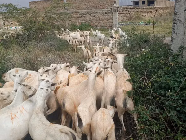Goats (batch, sex not specified), Somali goats — Kenya