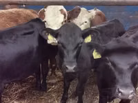 Cattle (batch, sex not specified), Hereford — photo 4