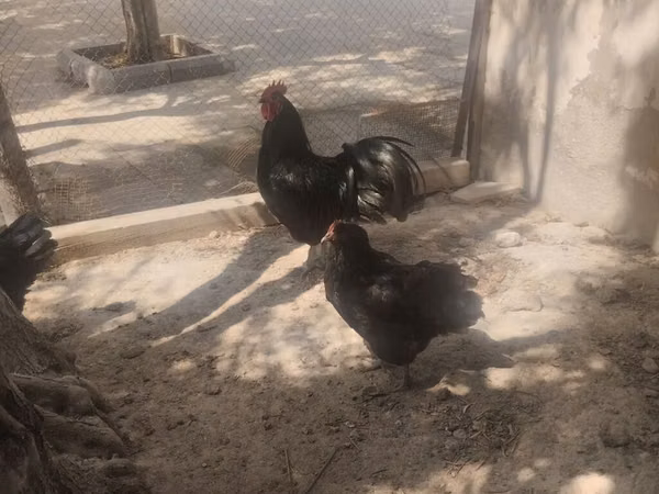 ऑस्ट्रेलॉर्प