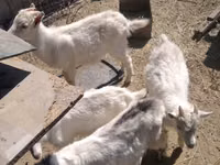 Goat, Russian White goat — photo 4