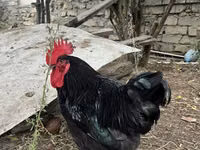 Chickens — 照片 1