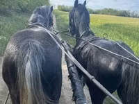 Horses (batch, sex not specified), Lipizzaner — photo 4