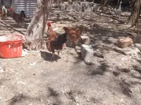 Chickens — photo 2