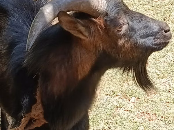 Billy Goat, Toggenburg goat