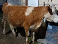 Kuh, Simmental cattle — Foto 1