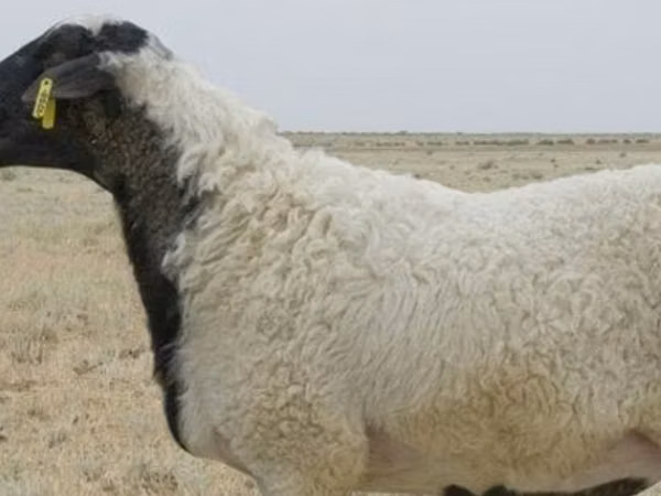 Schaf, Ordabasy sheep