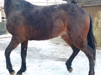 Horse (M), Budyonny horse — photo 1