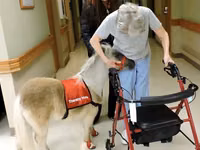 公马, Miniature horse — 照片 5