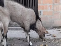 Ziegenbock, Nubian Goat — Foto 1