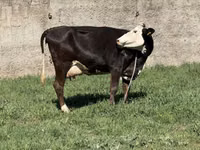 Kuh, Rinder — Foto 5