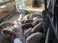 Boar, Pigs — photo 3